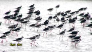 2012-1223 高翹鴴大軍@時潮