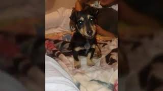 Americki Terijer,Njemacki Terijer,Pit Bul Terijer