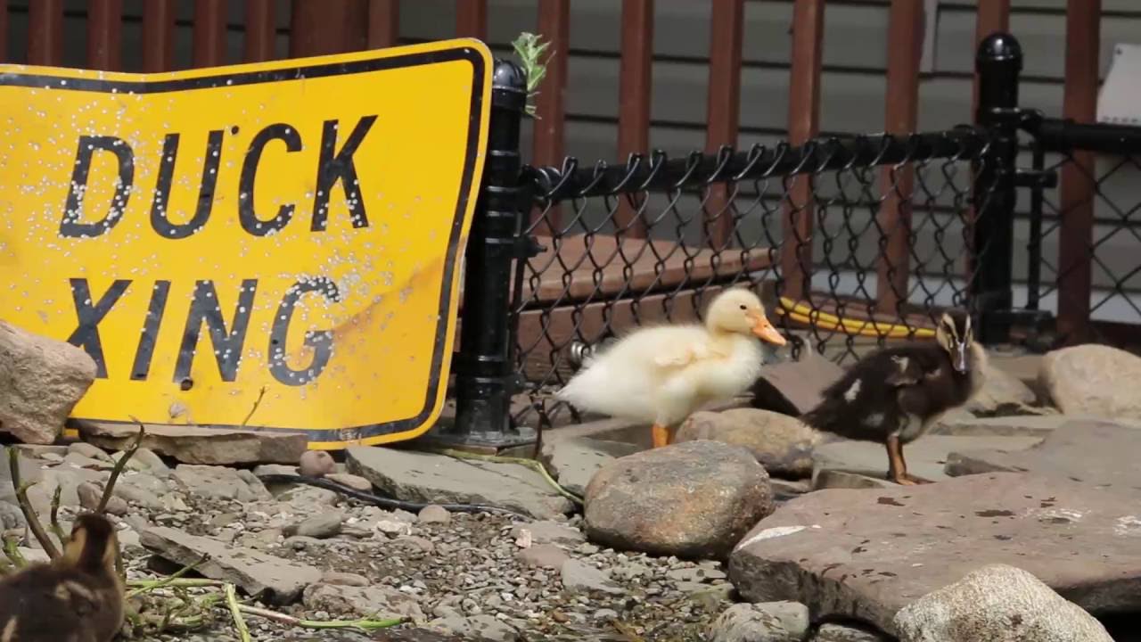 Jr's On The Bay Sloppy Duck Saloon Bud N' Burgers!