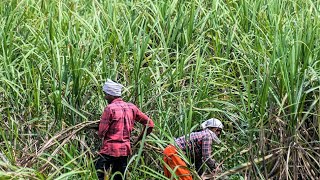 Celebrity Sugar Jumps to 11-Year High as Top Trader Sees Shortages Wealth