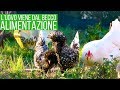 QUANTO dare da MANGIARE alle mie GALLINE?