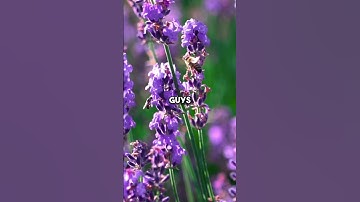 Thumbnail of Hokkaido Lavender Fields: Summer Paradise You Need to See