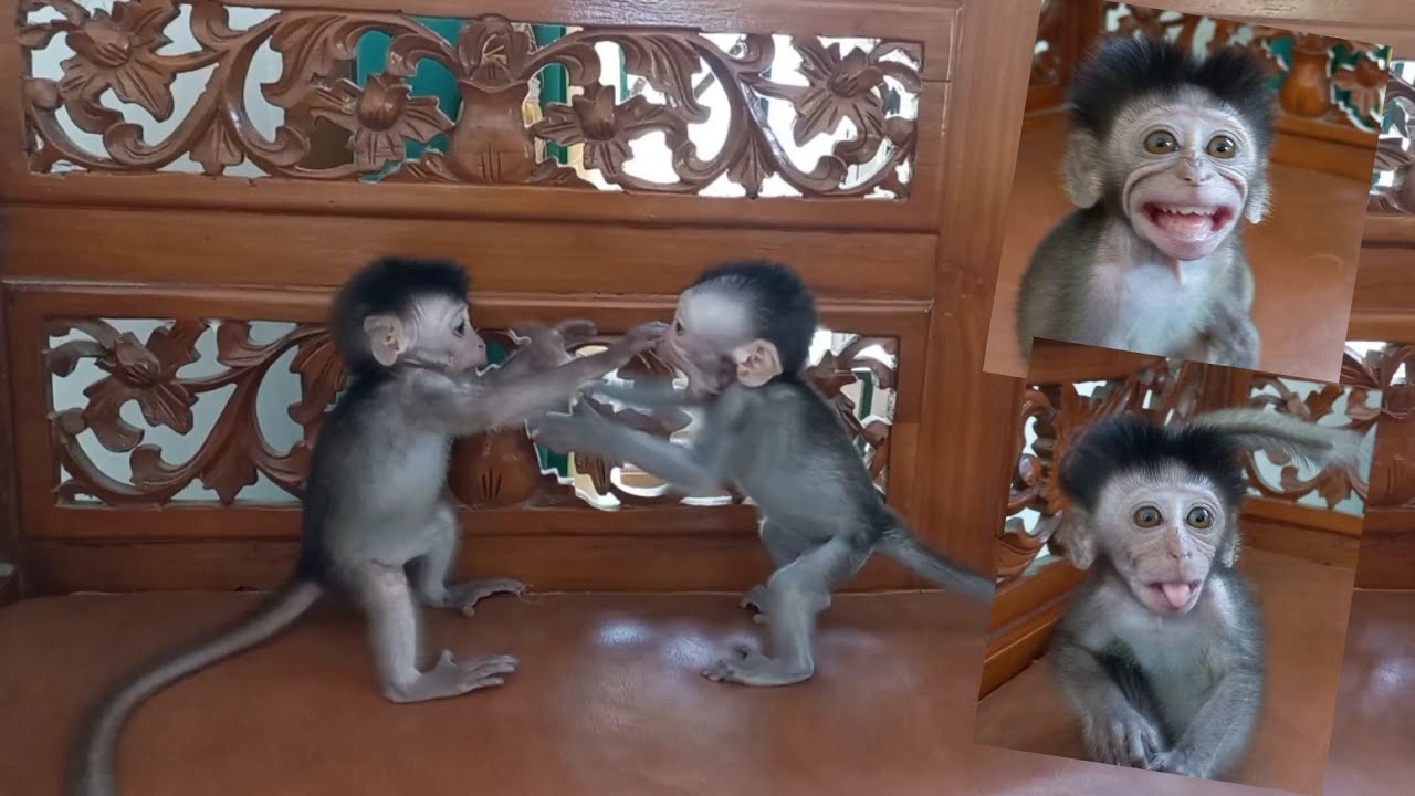 Baby monkey keko fighting 