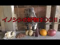 たけうしサイエンス『イノシシ誘引に効果的な食材とは？』