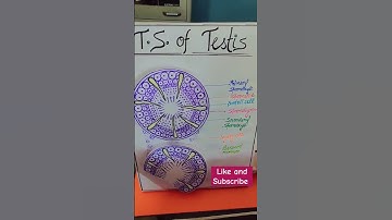 # Project of T.S of Testis #Class 12 #Always smile 😊#