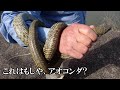 巨大アオダイショウ捕獲。まさかアオコンダ?!