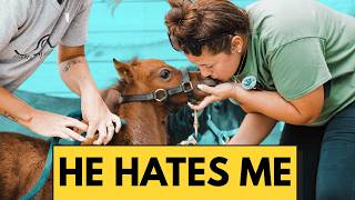 He Hated This... Miniature Horse Babys First Bath