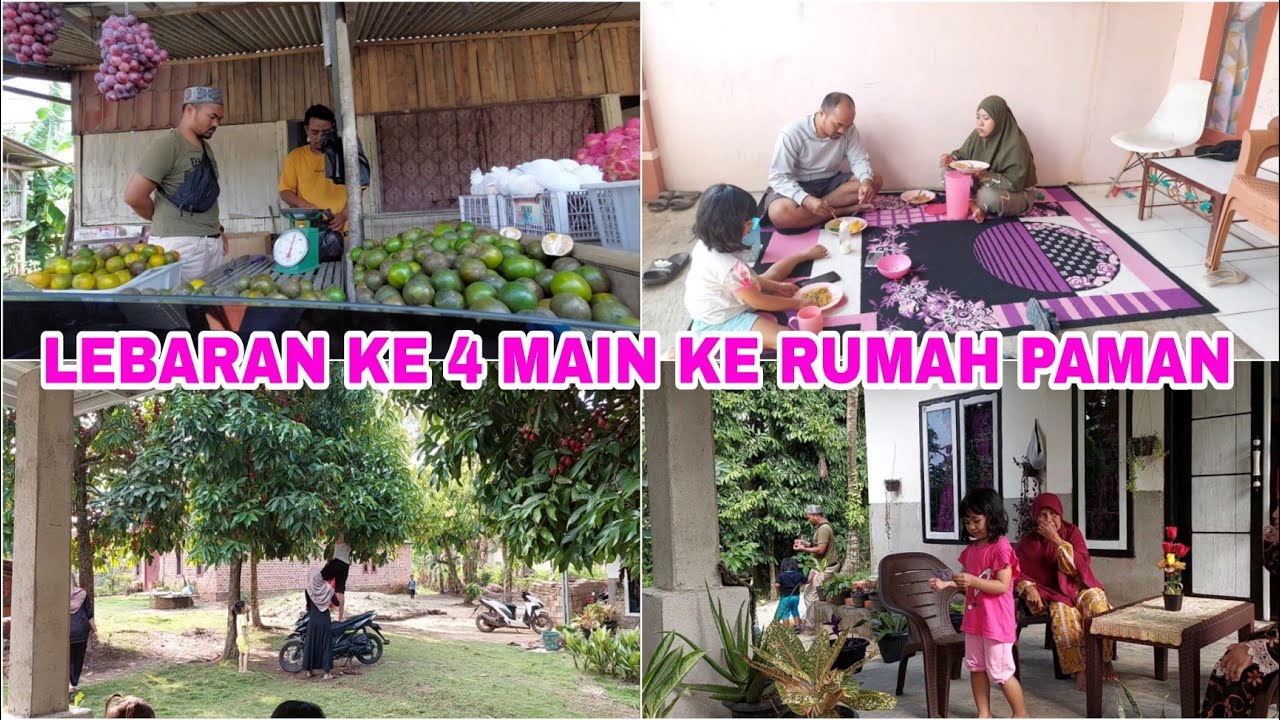 MUMPUNG PAKSUAMI MASIH LIBUR, MAIN KE RUMAH PAMAN. PANEN JAMBU JAMAIKA.