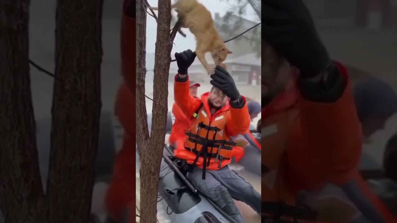 Brave Team Saves Cats From Collapsing Tree in Flood 