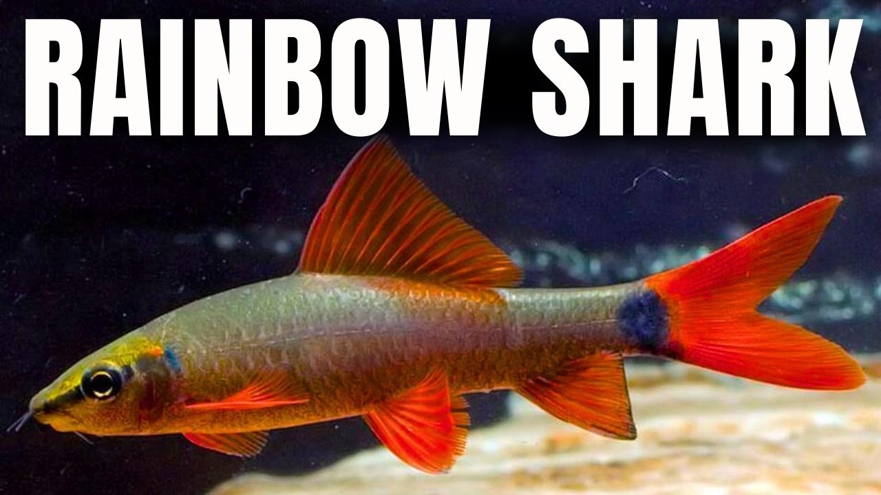 Rainbow Sharks: What Nobody Tells You Before You Buy One