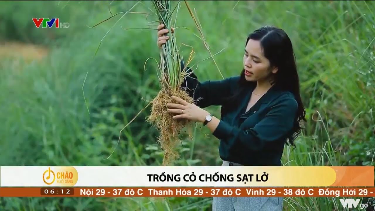 CỎ VETIVER CHỐNG SẠT LỞ - YouTube