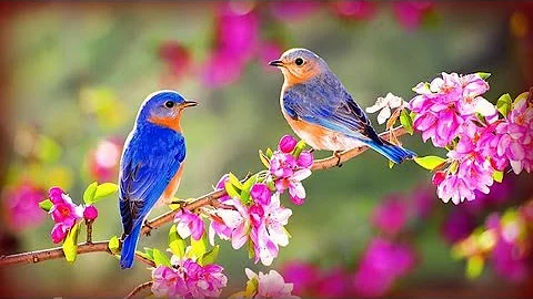 ❀ Morning Birds + Soft Rain ©