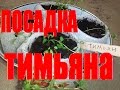 Тимьян чабрец посадка семенами