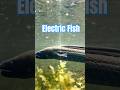 This Fish Can Generate Electricity?