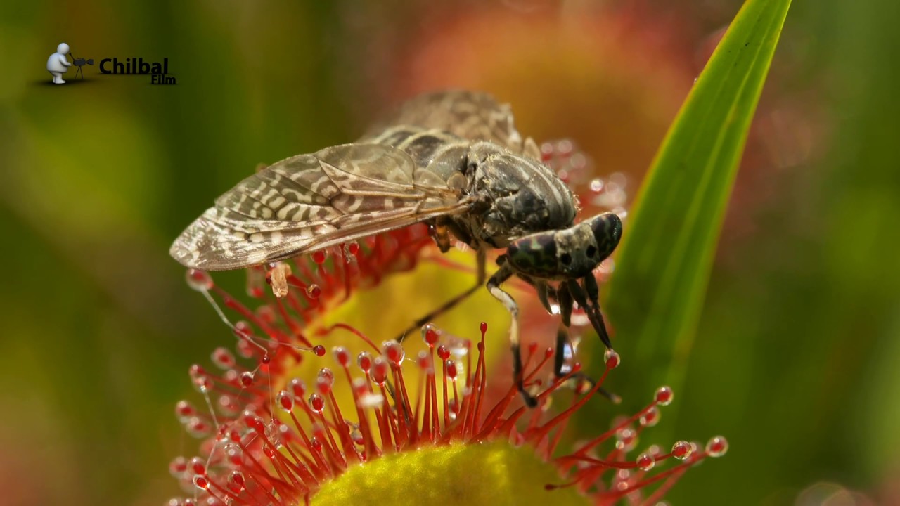 Soldug - den kødædende plante