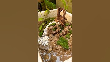 Làm lại chổ ở cho còng xanh #shorts #short