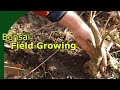 Growing bonsai trunks in the ground