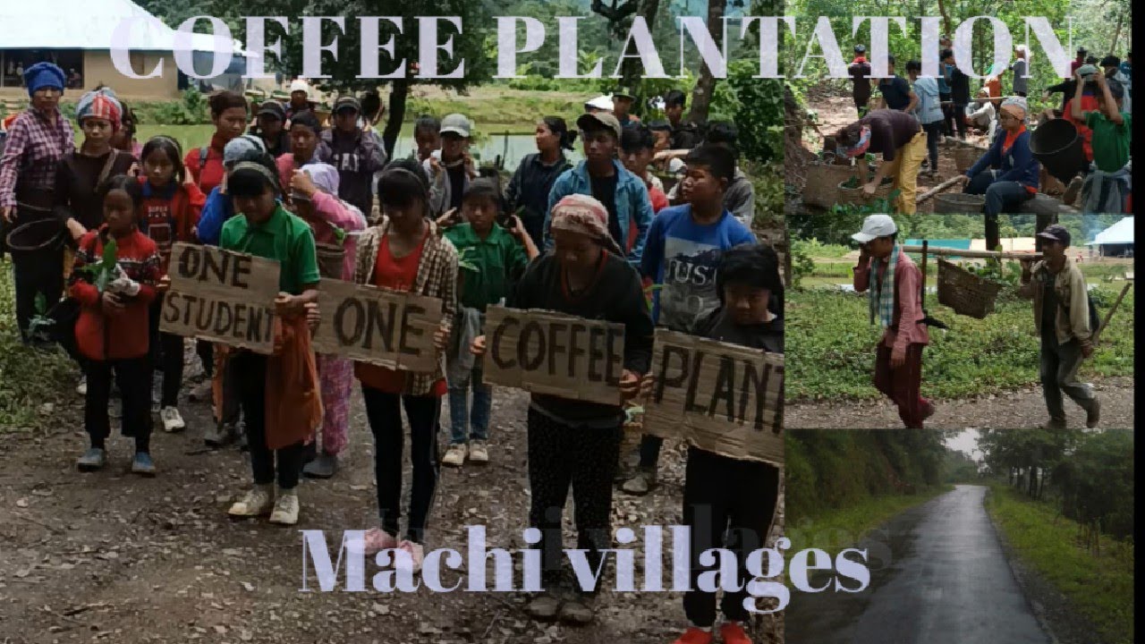 Coffee plantation/Machi villages/Machi High School/Manipur#northeastindia#manipur