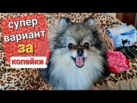 Что лучше для собак трусики памперсы или -----?