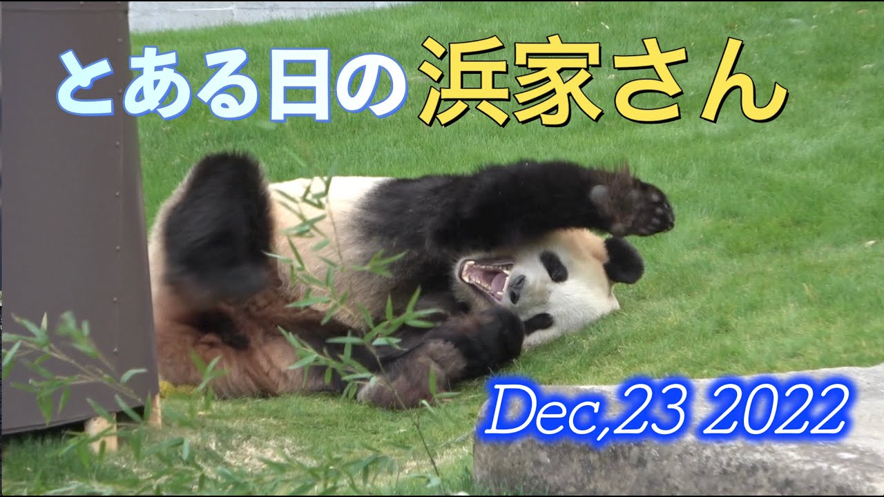 パンダ家族】とある日の浜家さん🐼寝起きの桃浜が美女すぎた！💓永明
