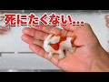 スーパーに売れ残っていたカエルアンコウを飼育してみると…