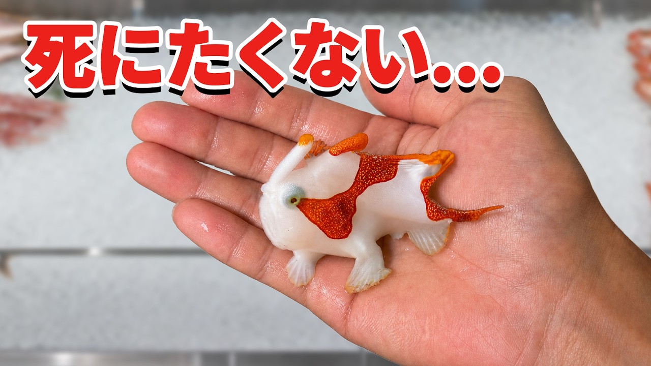 I Tried Keeping the Frogfish That Was Left Over at the Supermarket