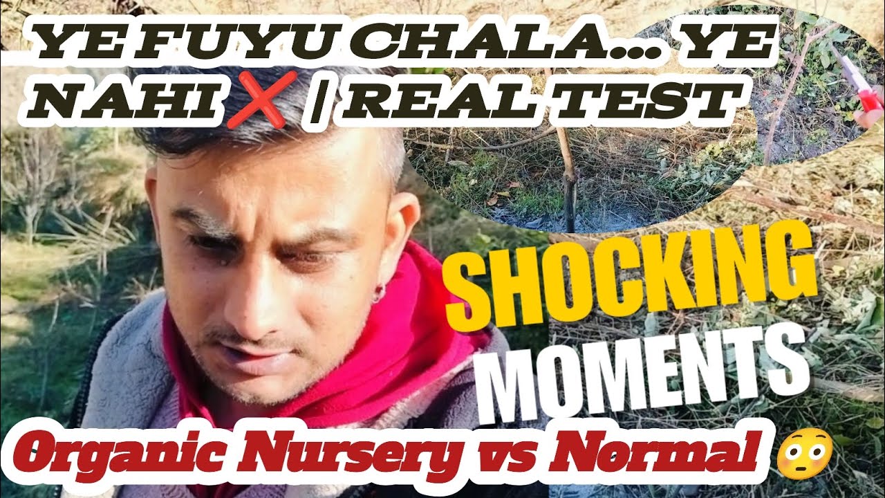 2 Nursery – 1 Zameen 😳 Fuyu Persimmon Result 