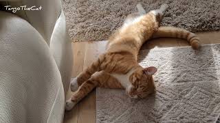 Blink, Roll, Stretch And Yawn Cute Cat Video