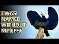Bird of Paradise facts: the prettiest birds alive? | Animal Fact Files