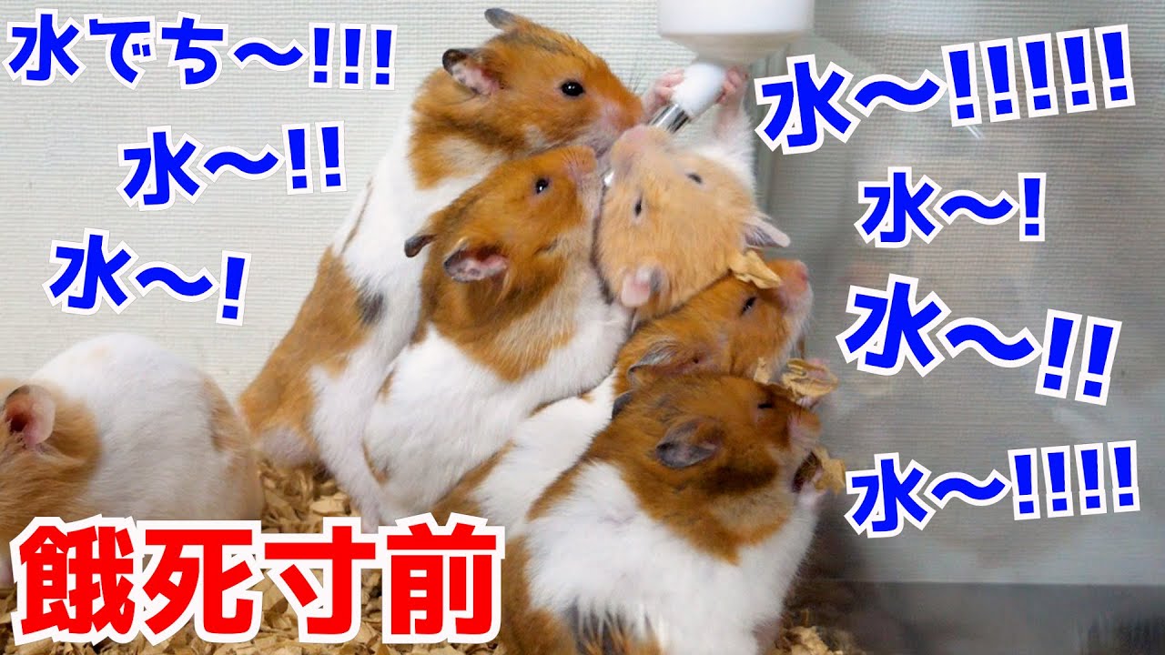 これが我が家の日常 - YouTube