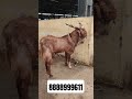BIG HORN GOAT AT DEONAR BAKRA MANDI #shortsfeed #trendingshorts #viralvideo #trend #horn #deonaR