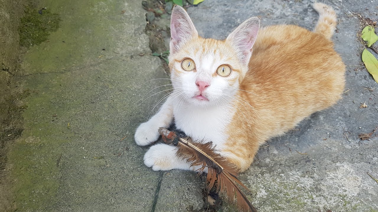 Hyperactive Kitten Jumps On Feather Toy Like A Assassin YouTube