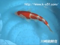 錦鯉販売専門　川崎錦鯉店の錦鯉　No.489　紅白