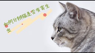 如何分辨猫是否有寄生虫