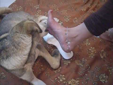 Indian Beautiful Woman Feet and Soles licked by Dog