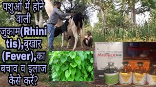 पशुओं में होने वाली जुकाम(Rhinitis),बुखार (Fever),के लक्षण बचाव व इलाज कैसे करें? Cattle in Fever