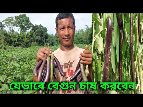 ভিডিও: নতুনদের জন্য বাইরে ক্লেমাটিসের জন্য রোপণ এবং যত্ন: বসন্ত, শরৎ এবং গ্রীষ্মে কীভাবে রোপণ করবেন? কিভাবে একটি আসন নির্বাচন করবেন? কত দূরে বীজ রোপণ করা উচিত?