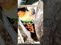 Why Chickens LOVE Laying Eggs in Used Tires And (How to Set One Up) 🐔🛞🥚