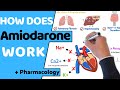 How does Amiodarone Work? (+ Pharmacology)