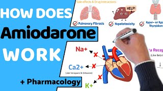 How does Amiodarone Work? (+ Pharmacology)