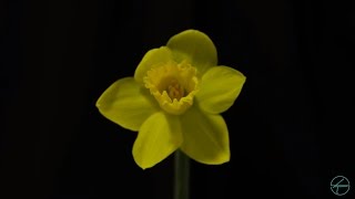 Daffodil timelapse