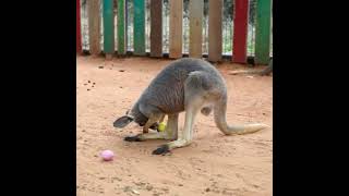 Mako the baby kangaroo’s reaction to Easter eggs has us in stitches! 🤣🤣🤣
