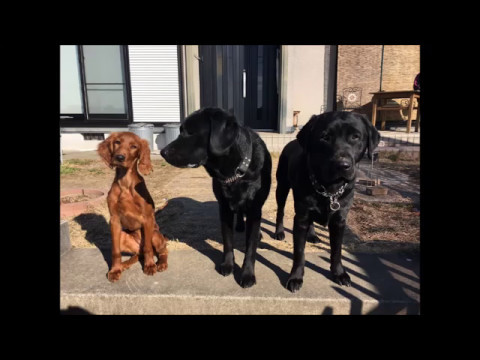 がんばるのむこう