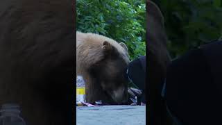 A Bear’s Sense of Smell