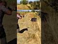 🐗 Гнал кабана и добыл его! Охота в дикой природе#BoarHunt #WildHunting #HuntingVlog #Hunt #WildBoar