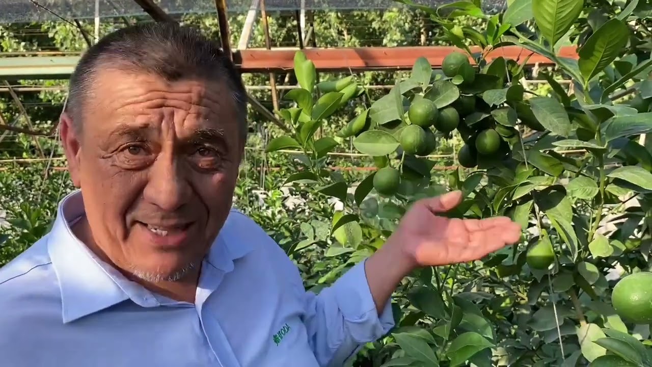 ЛИМОН КАСАЛИКЛАРИНИ ДАВОЛАШ...ИФОДА.