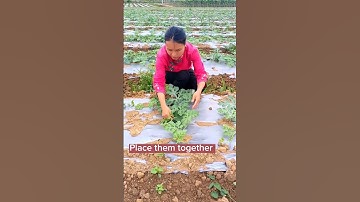 Techniques To Grow Beautiful Watermelon #satisfying #shot