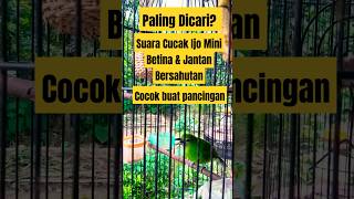 Download Lagu Suara Pancingan cucak ijo mini betina dan jantan bersahutan | Emosi | Isian mewah | Gacor | terapi MP3