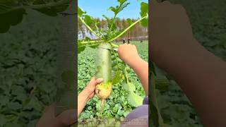 This Radish Unrolls Like a Scroll This Radish Unrolls Like a Scroll