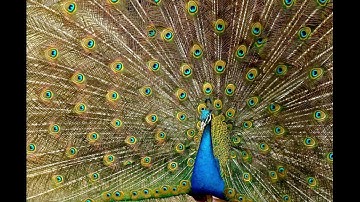 الرجل الأعمى الذي عبس الرسول صلى الله عليه وسلم بوجهه فعاتب الله رسوله أقصى عتاب و نزلت فيه سورة عبس